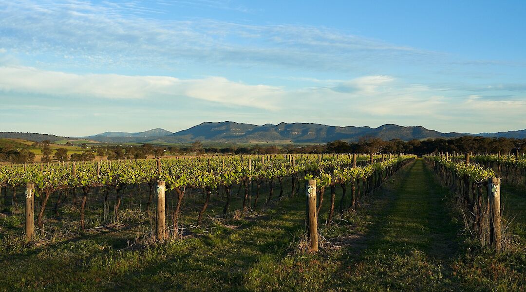 South Australian Vineyard, Adelaide Hills, Australia. Arie Oldman@Unsplash