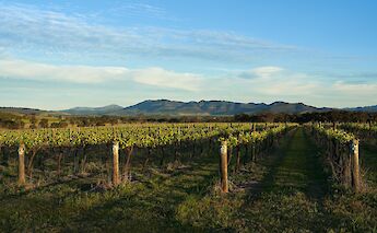 South Australian Vineyard, Adelaide Hills, Australia. Arie Oldman@Unsplash