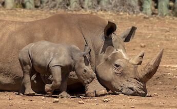 Rhinos in Monarto Safari Park, Australia