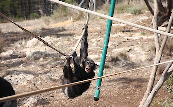 Chimpanzee hanging around, Monarto Safari Park, Adelaide Hills, Australia. Caleb Mackey@Unsplash
