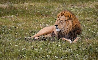 Lion in Monarto Safari Park, Australia