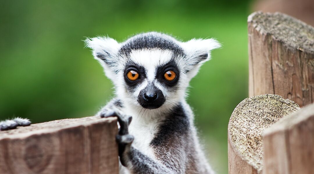 A lemur staring back, Adelaide Hills, Australia. Stephen Hickman@Unsplash