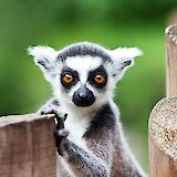 A lemur staring back, Adelaide Hills, Australia. Stephen Hickman@Unsplash
