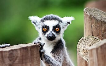 A lemur staring back, Adelaide Hills, Australia. Stephen Hickman@Unsplash