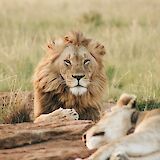 Lions resting on the field, Monarto Safari Park, Adelaide Hills, Australia. Wade Lambert@Unsplash