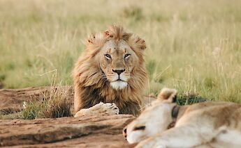 Lions resting on the field, Monarto Safari Park, Adelaide Hills, Australia. Wade Lambert@Unsplash