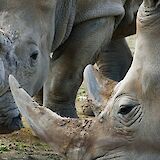 Elegant white rhinos, Monarto Safari Park, Adelaide Hills, Australia. Vlad Kutepov@Unsplash