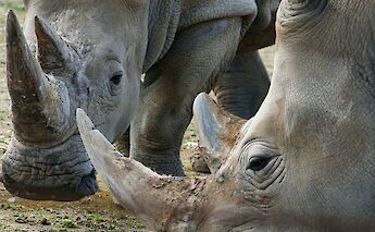 Elegant white rhinos, Monarto Safari Park, Adelaide Hills, Australia. Vlad Kutepov@Unsplash