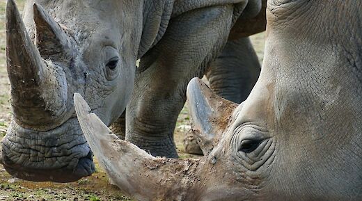 Elegant white rhinos, Monarto Safari Park, Adelaide Hills, Australia. Vlad Kutepov@Unsplash