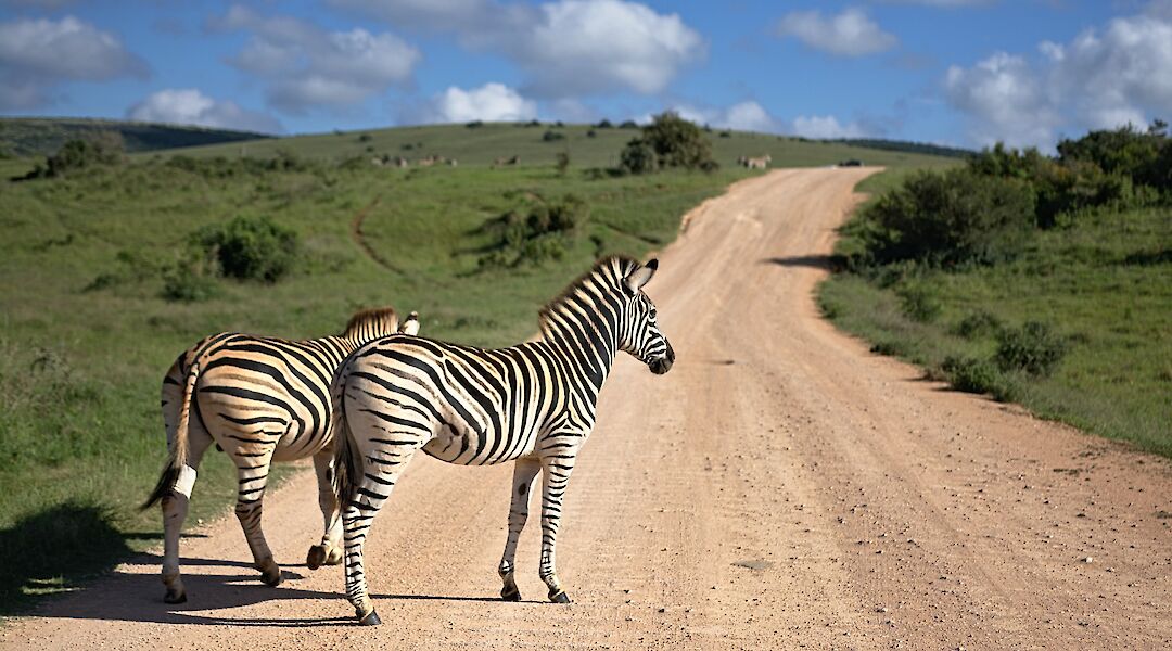 Zebras crossing the road, Montaro Safari Park, Adelaide Hills, Australia. Bert B@Unsplash