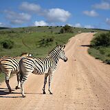 Zebras crossing the road, Montaro Safari Park, Adelaide Hills, Australia. Bert B@Unsplash