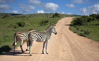 Zebras crossing the road, Montaro Safari Park, Adelaide Hills, Australia. Bert B@Unsplash