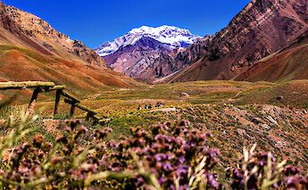 Purple flowers and the Aconcagua Peak, Argentina. Nicolas Perez@Unsplash
