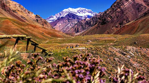 Purple flowers and the Aconcagua Peak, Argentina. Nicolas Perez@Unsplash