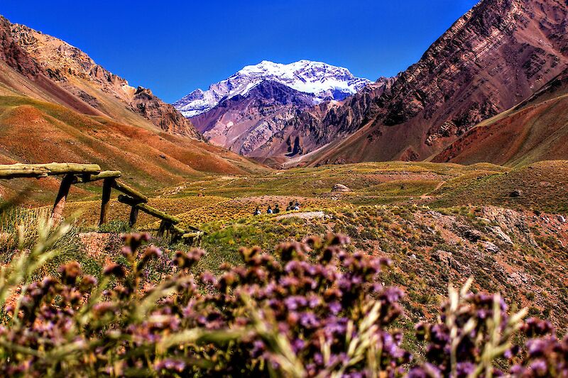 Purple flowers and the Aconcagua Peak, Argentina. Nicolas Perez@Unsplash
