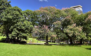 Trees at the city part, Buenos Aires, Argentina. Jeffrey Eisen@Unsplash