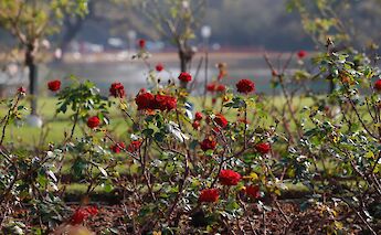 Roses with a lake in the background, Rosedal, Buenos Aires, Argentina. Danilo Packer@Unsplash