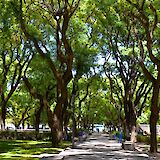 Natural shade from the line of trees along the walkway, City Plaza, Buenos Aires, Argentina. Jeffrey Eisen@Unsplash