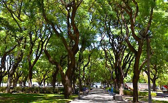 Natural shade from the line of trees along the walkway, City Plaza, Buenos Aires, Argentina. Jeffrey Eisen@Unsplash