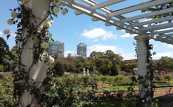 Trellises in Rosedal, Buenos Aires, Argentina. K.B.L. Luccia-1.000 pic@Flickr