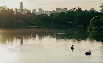 Parque Ibirapuera, Sao Paulo, Brazil. Unsplash: vitorlvz