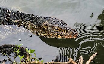 Lizard in the river, Bangkok, Thailand. Lidia Stawinska@Unsplash