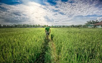 Biking through the fields, Chiang Mai, Thailand. Grasshopper Day Tours