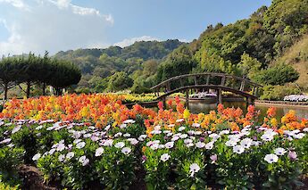 Beautiful flower fields in Chiang Mai, Thailand. Matt Anderson@Unsplash