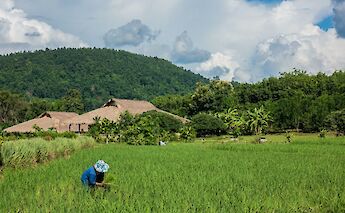 Local farmer planting rice, Chiang Mai, Thailand. Dennis Rochel@Unsplash