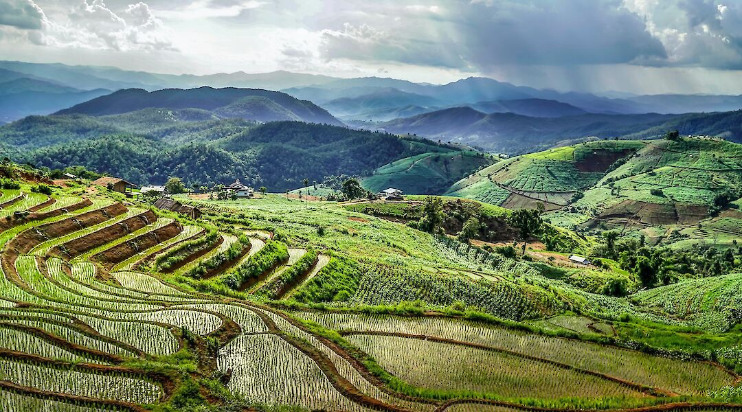 Rice terraces in Chiang Mai, Thailand. David Gardiner@Unsplash