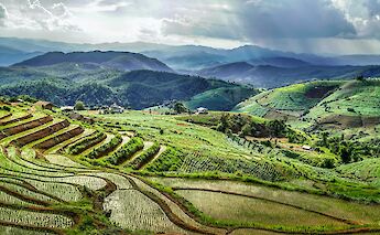 Rice terraces in Chiang Mai, Thailand. David Gardiner@Unsplash