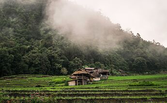 Native house in the middle of the rice field, Chiang Mai, Thailand. David Gardiner@Unsplash