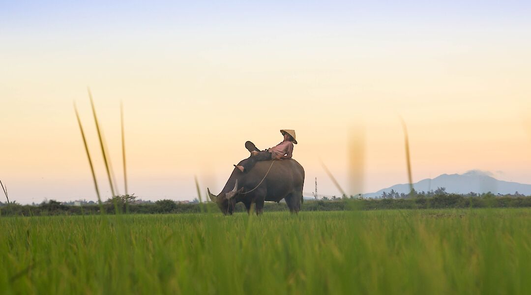 Resting on the water buffalo's back, Hoi An, Vietnam. Kiril Dobrev@Unsplash