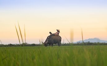 Resting on the water buffalo's back, Hoi An, Vietnam. Kiril Dobrev@Unsplash