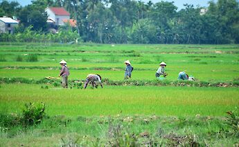 Several people wearing conical hats work in a lush green rice field, with trees and houses in the background.