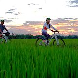 Biking through rice fields during sunset, Hoi, An, Vietnam. Grasshopper Day tours