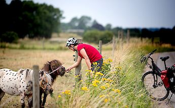 Biking in Denmark!