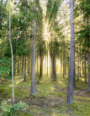 Forest in Sweden. Paulius Malinovskis@Flickr