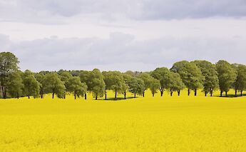 Scania (Skåne) region of Sweden. ©Jerker Andersson