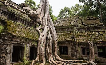 Roots of a giant old tree covering a section of Ta Prohm, Siem Reap, Cambodia. Daniel Lienert@Unsplash