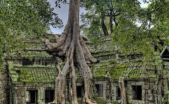 Ta Prohm, enormous tree, Siem Reap, Cambodia. James Wheeler@Unsplash