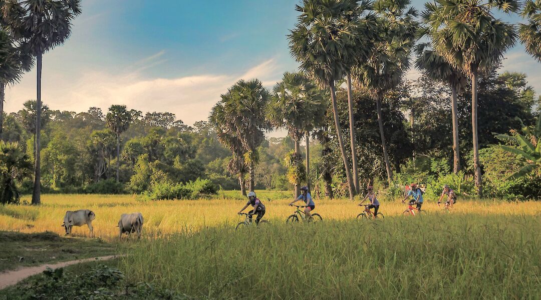 Biking through the fields, Siem Reap, Cambodia. Grasshopper Day Tours