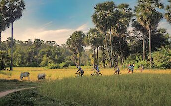 Biking through the fields, Siem Reap, Cambodia. Grasshopper Day Tours