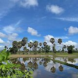 Rice paddies and trees on a field in Siem Reap, Cambodia. Axel Robert@Unsplash