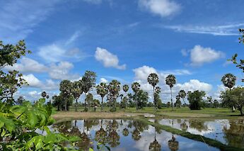 Rice paddies and trees on a field in Siem Reap, Cambodia. Axel Robert@Unsplash