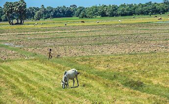 Cambodian Carabaos and a kid on a vast open field, Cambodia. Rene Deanda@Unsplash