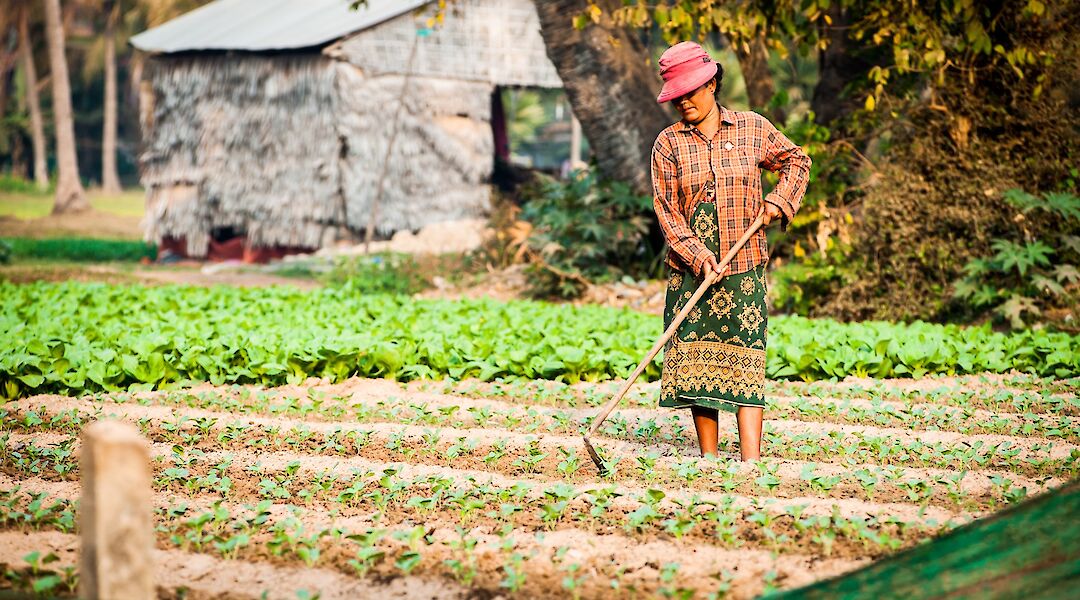 Farmer lady tending to her plot of land, Siem Reap, Cambodia. Grasshopper Day Tours