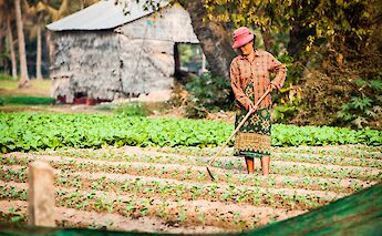 Farmer lady tending to her plot of land, Siem Reap, Cambodia. Grasshopper Day Tours