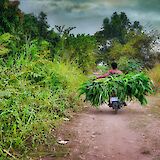 crops transported by a motorbike in the countryside of Siem Reap, Cambodia. Paul Szewczyk@Unsplash