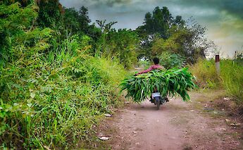 crops transported by a motorbike in the countryside of Siem Reap, Cambodia. Paul Szewczyk@Unsplash